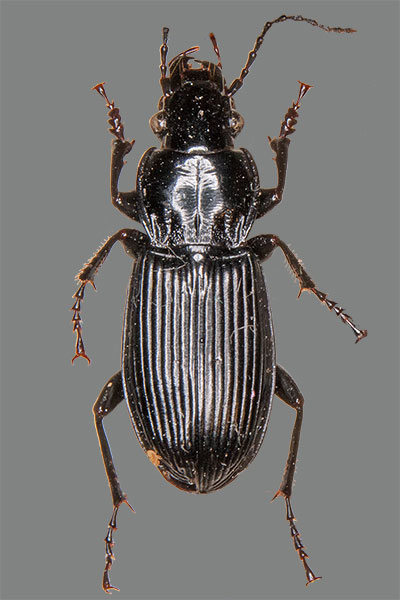 Gemeiner Grabk�fer Pterostichus melanarius
