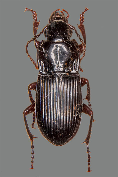 Paralleler Breitk�fer Abax parallelus