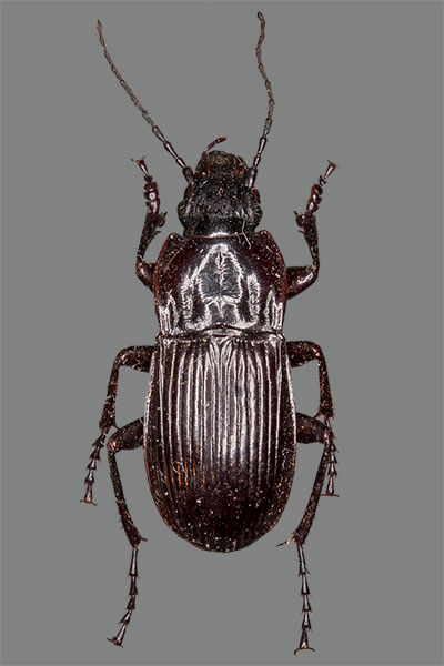 Gro�er Breitk�fer Abax parallelepipedus