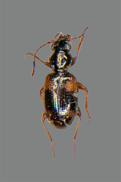 Vierfleck-Ahlenl�ufer