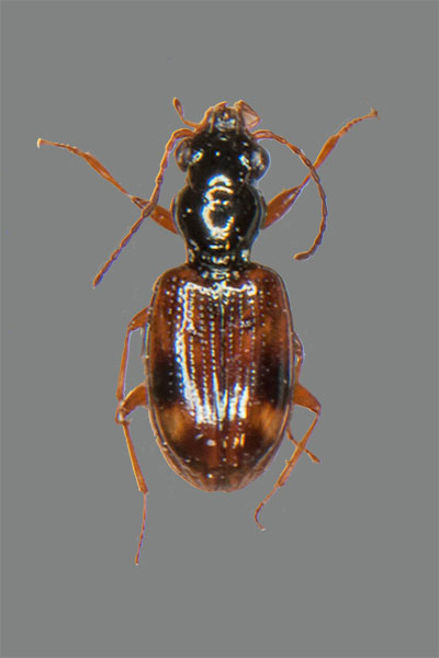 Gegliederter Ahlenl�ufer