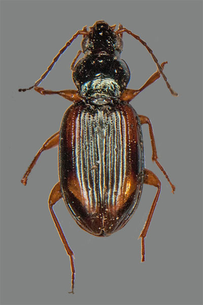 Bembidion ustulatum