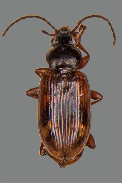 Gez�hnter Ahlenl�ufer