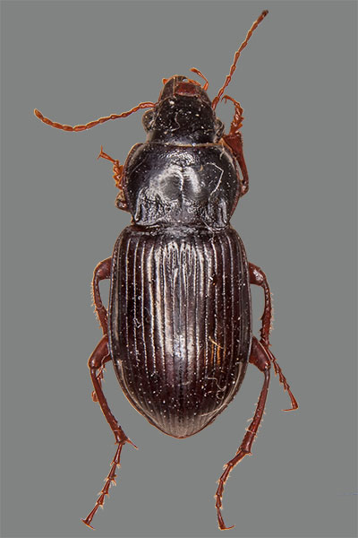 Pr�chtiger Kanalk�fer