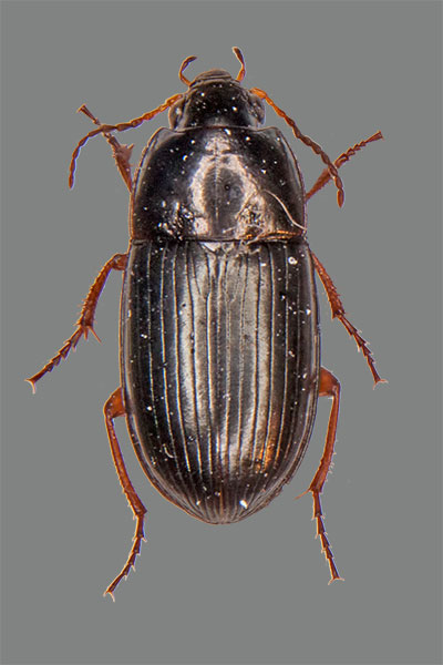 Gelbbeiniger Kanalk�fer Amara familiaris