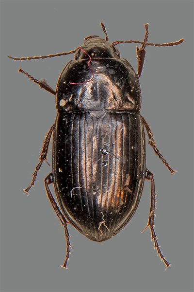 Mondhals- Kanalk�fer Amara lunicollis