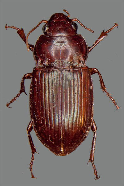 Gelber Kanalk�fer Amara fulva