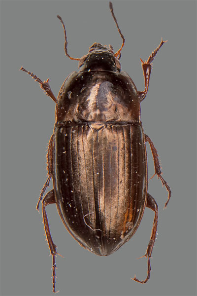 Erzfarbener Kanalk�fer Amara aenea