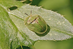 Paarung von Schildk�fern