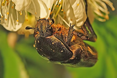 Rosenk�fer Cetonia aurata