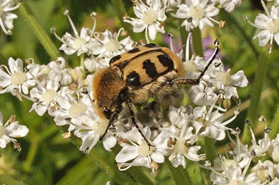 Pinselk�fer Trichius