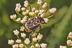 Stolperk�fer Valgus hemipterus