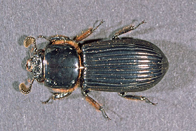 Zuckerk�fer Passalidae