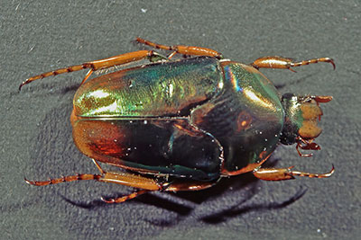 Rosenk�fer Lomaptera spec.