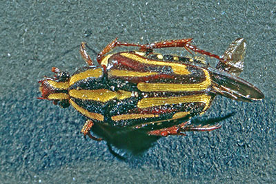 Rosenk�fer Coilodera spec.