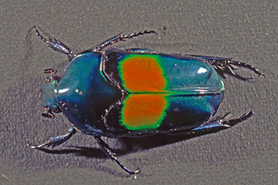 Rosenk�fer Ischiopsopha jamesi