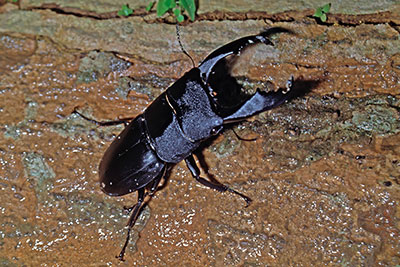 Hirschk�fer auf Sulawesi