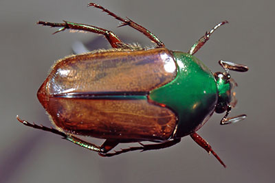 Rosenk�fer Lomaptera spec.