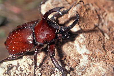 Riesenk�fer Xylotrupes gideon