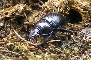 Gemeiner Mistk�fer Geotrupes spec.