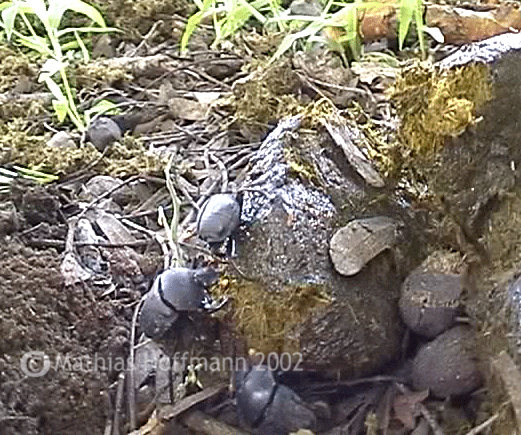 Pillendreher auf Rinca