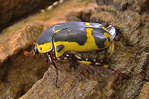 Rosenk�fer Pachnoda