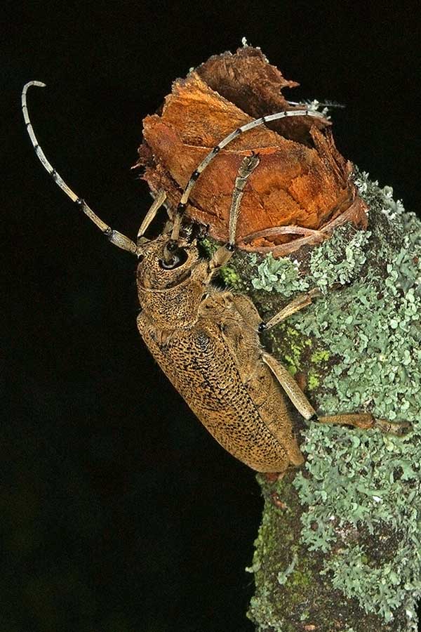 Gro�er Pappelbock Saperda carcharias