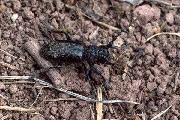 Erdbock Dorcadion aethiops