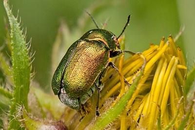 Fallk�fer Cryptocephallus spec.