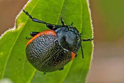 Chrysolina kuesteri