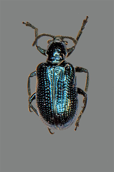 Blatth�hnchen Oulema gallaeciana