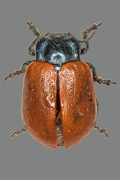 Chrysomela tremulae