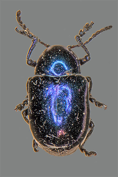 Eumolpus asclepiadeus