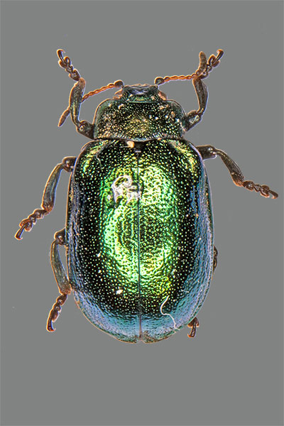Linaeida aenea