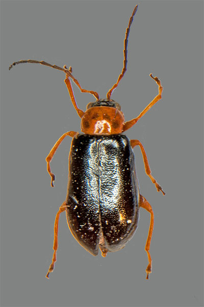 Schwarzer Weidenblattk�fer Luperus luperus
