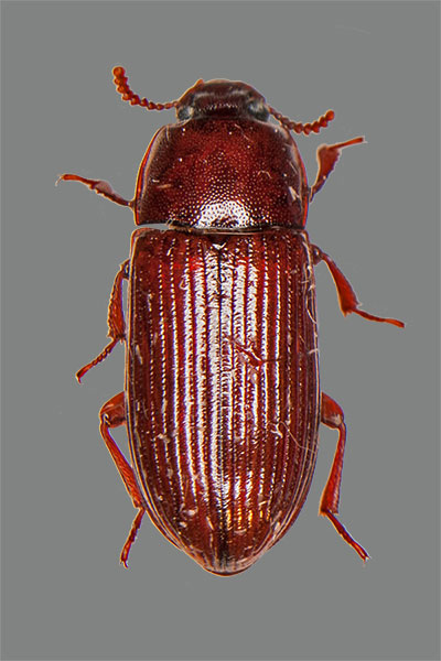 Schwarzk�fer Uloma rufa
