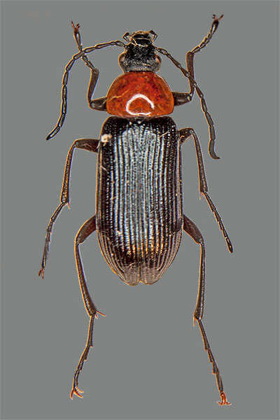 Pflanzenk�fer Cteniopus spec.