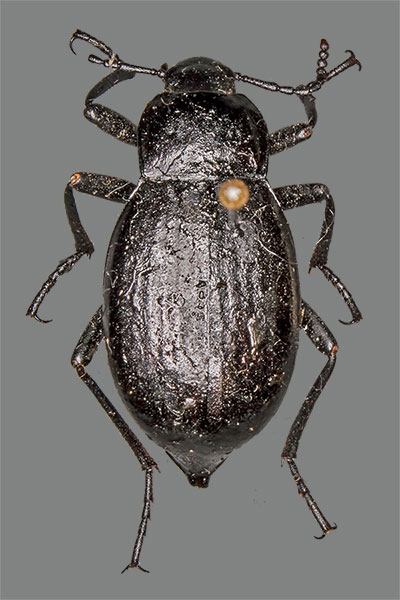Totenk�fer Blaps mucronata
