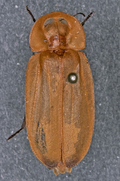 Leuchtk�fer, Gl�hw�rmchen, Borneo, Malaysia