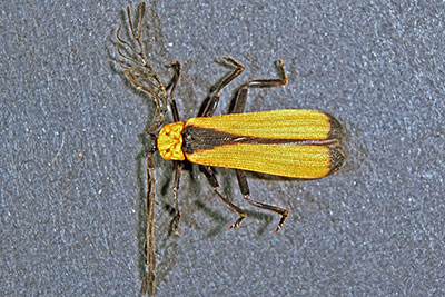 Lycidae Rotdeckenk�fer