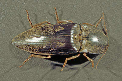 Schnellk�fer Neuguinea