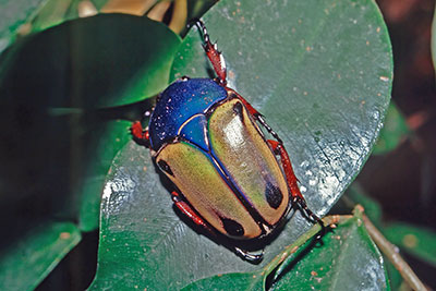 Eudicella smithi