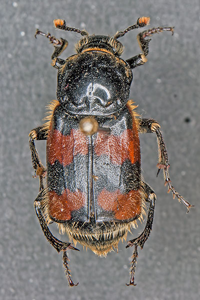 Gliederfüsser Arthropoda