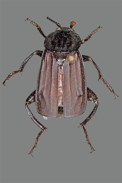 Ufer-Aask�fer Necrodes littoralis