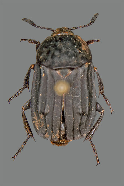 Gerippter Totenfreund