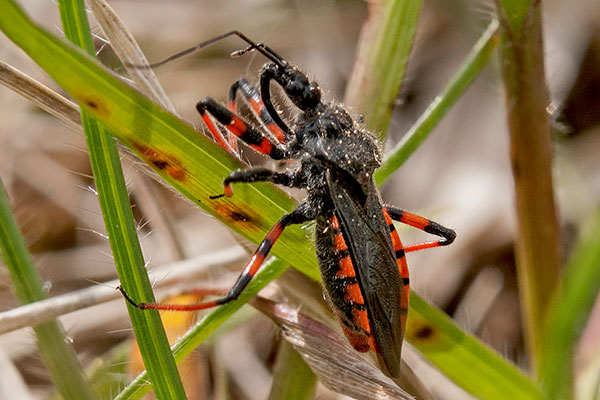 Geringelte Mordwanze Rhynocoris annulatus