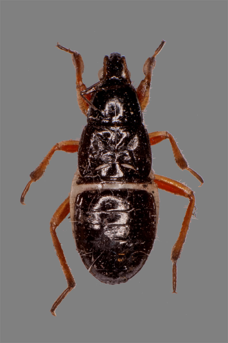 Larve Prostemma guttula