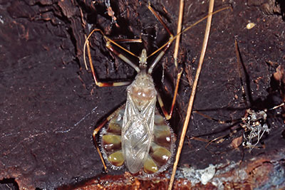 Raubwanze Nordsulawesi