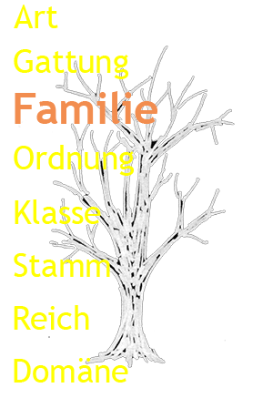 Grafik Stammbaum der Organismen
