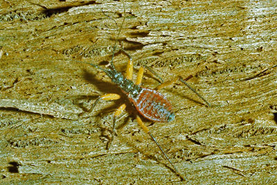 Zweifleckraubwanze Larve Platymeris biguttatus